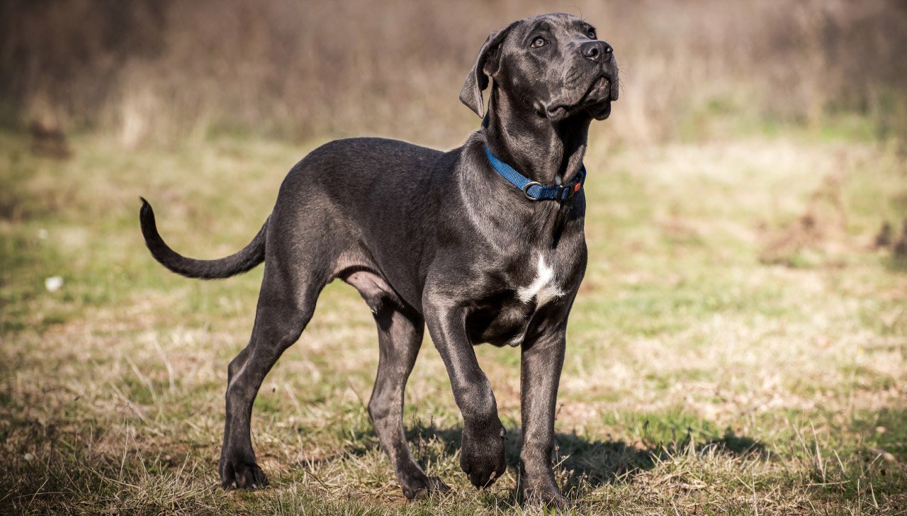 dbs canecorso 1280